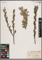 Foto von Salix caprea L. x Salix repens L.
